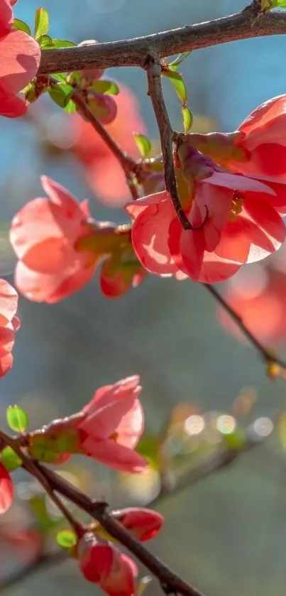 Coral cherry blossoms on a sunlit branch.