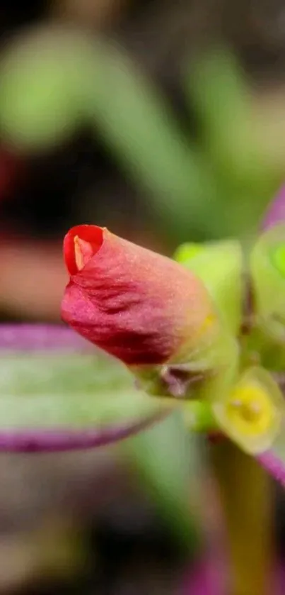 Close-up of a vibrant pink floral bud with green and purple hues.