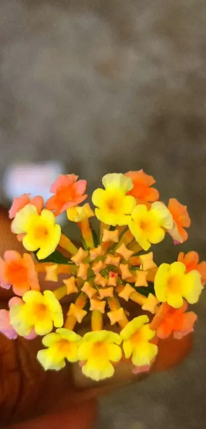 Close-up of colorful flowers with yellow and orange petals.