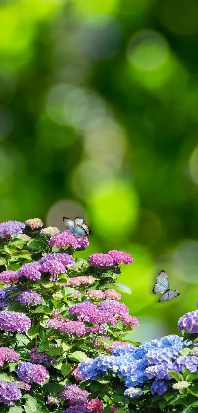 Colorful hydrangea flowers with butterflies on a lush green background.