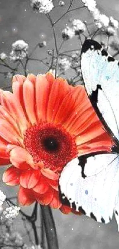 A vivid orange gerbera daisy with a blue butterfly on a soft focus background.