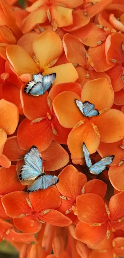 Vibrant orange flowers with blue butterflies mobile wallpaper.