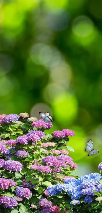 Colorful hydrangeas with butterflies in a green garden scene.