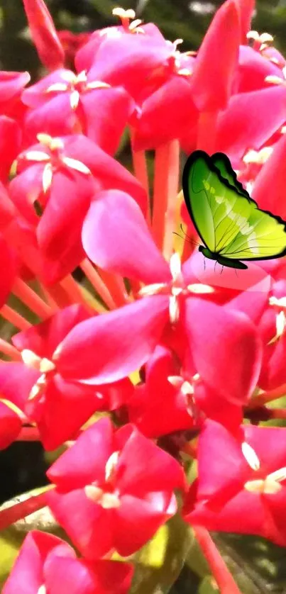 Pink flowers with a green butterfly in a vibrant wallpaper.