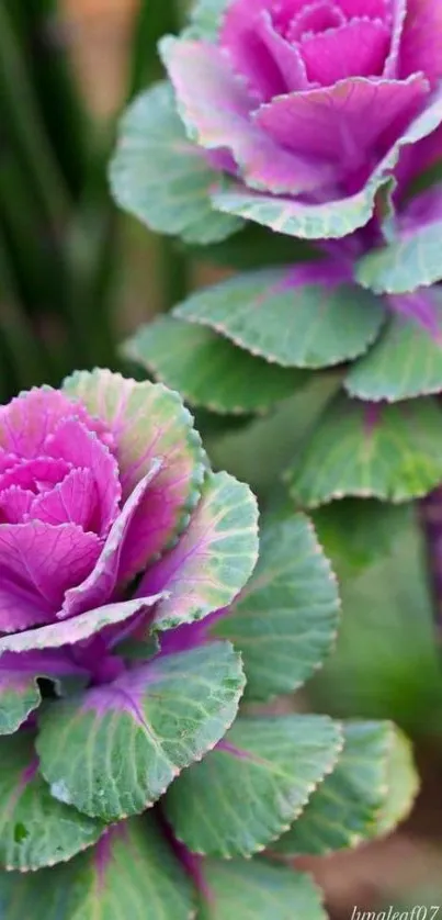 Purple cabbage flower mobile wallpaper.