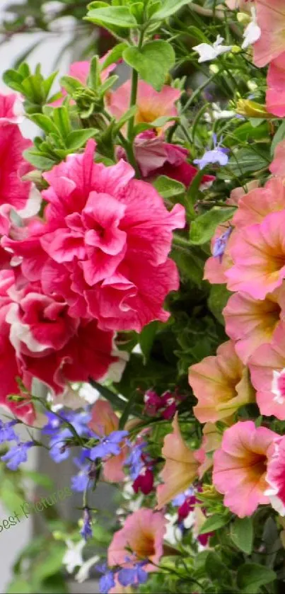 Vibrant floral cascade wallpaper with pink and peach petunias.