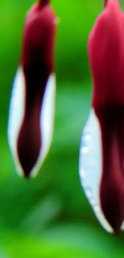 Close-up of vibrant floral petals with a green background.