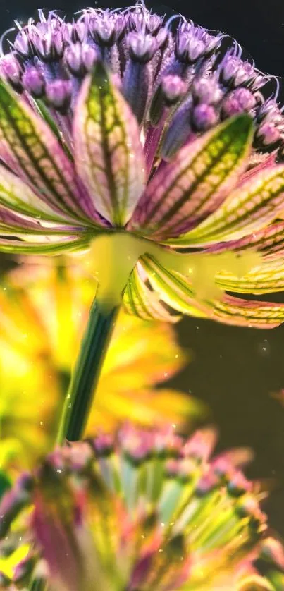 Close-up of a vibrant pink and green flower with a blurred background.