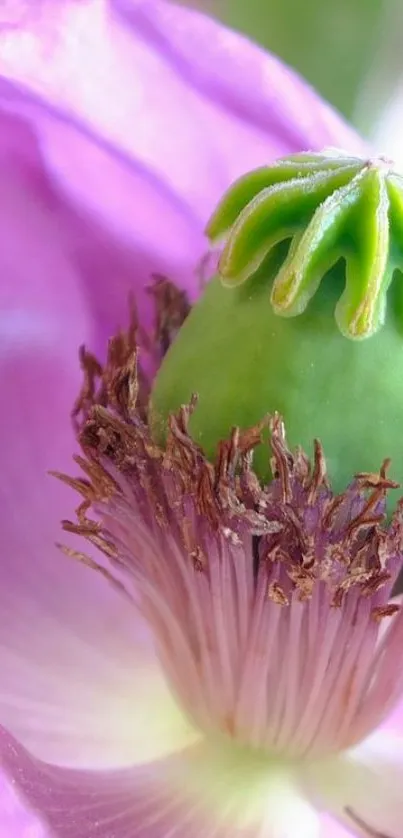 Close-up of a purple flower with vibrant green center.