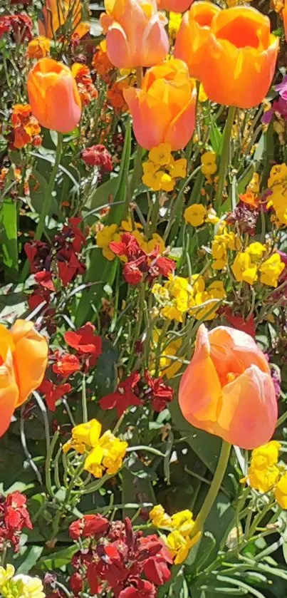 Orange tulips and colorful blossoms in a vibrant garden setting.