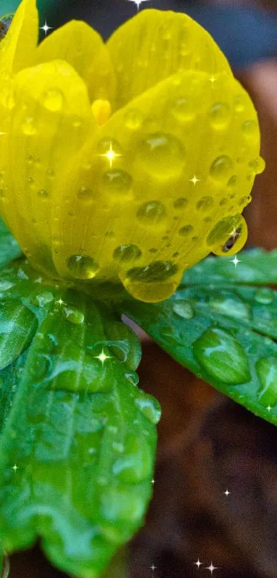 Yellow flower with dewdrops on green leaves in a natural setting.