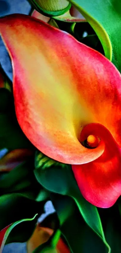 Close-up of vibrant calla lilies and lush green leaves in colorful wallpaper.