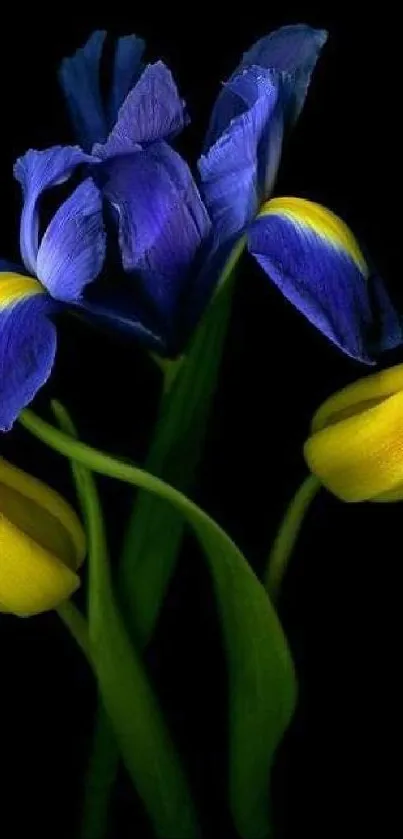 Vibrant blue and yellow flowers on black background wallpaper.