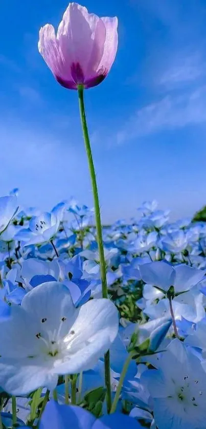 Beautiful blue and pink floral field with clear sky background.