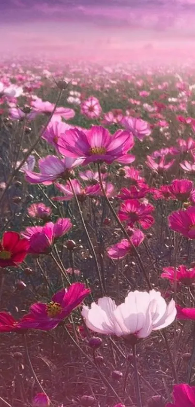 Pink cosmos flowers in a misty field with a purple sky.