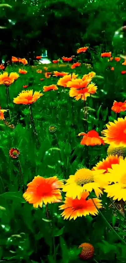 Bright and vibrant field of orange and yellow flowers with green foliage.