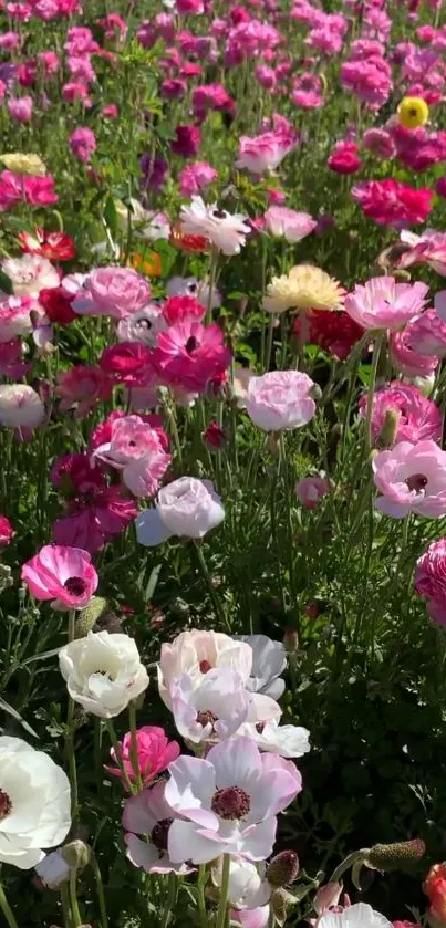 Colorful field of blooming pink and white flowers under the sun.