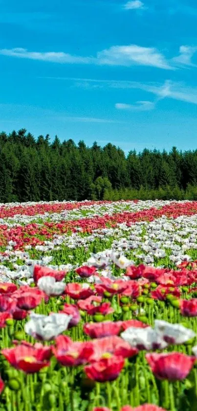 Mobile wallpaper of a vibrant floral field under a blue sky.