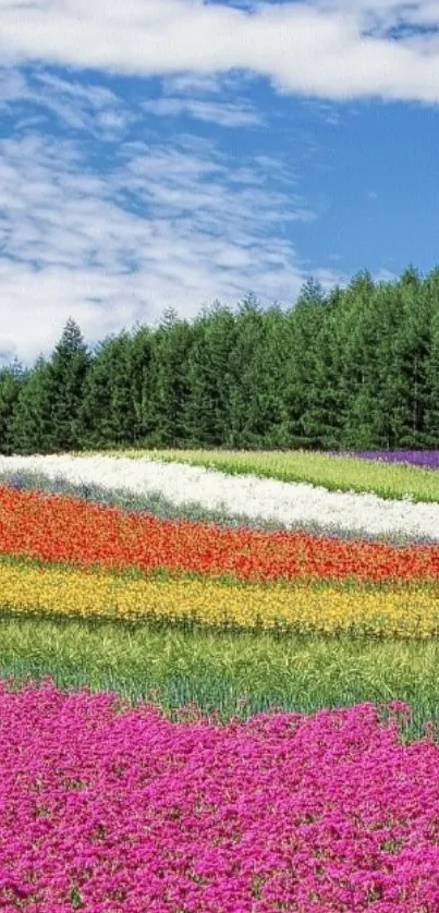 Colorful flower fields with blue sky and green trees.