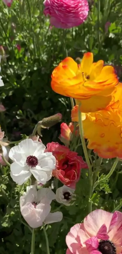 Vibrant flowers in a garden setting.