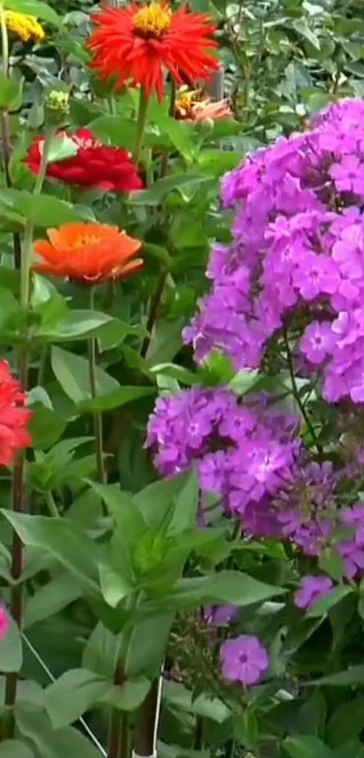 Colorful garden with vibrant flowers in full bloom.