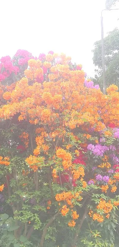 Vibrant garden with orange and purple blossoms.