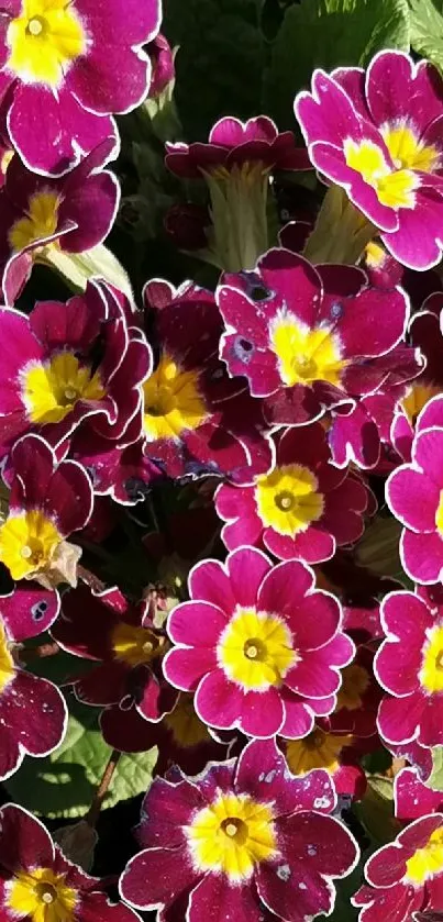 Vibrant garden wallpaper with colorful primroses and green leaves.