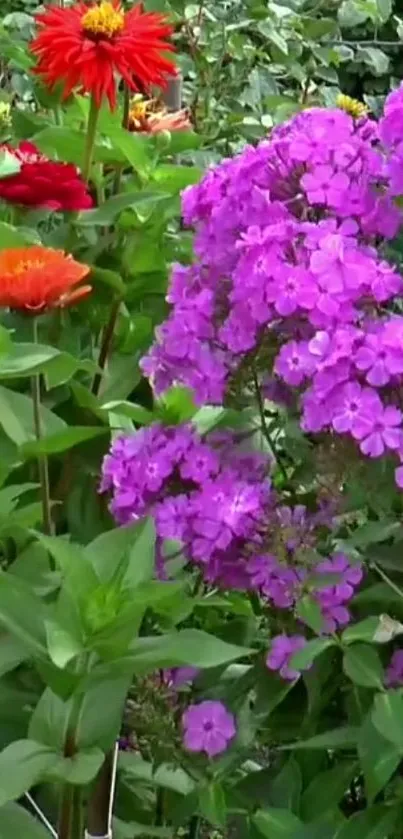 Vibrant floral garden with purple and red flowers.