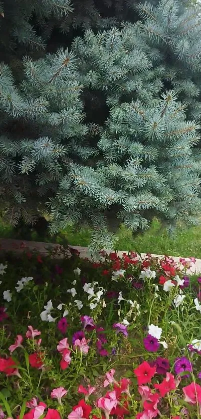 Wallpaper of an evergreen tree with vibrant flowers below.