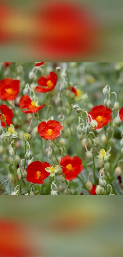 Lush garden with vibrant red flowers and green leaves.