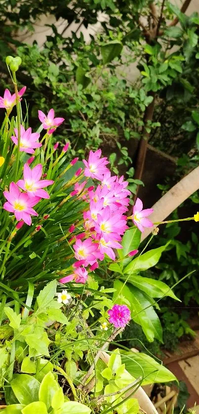 Vibrant garden with colorful flowers and lush greenery.