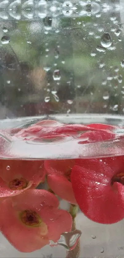 Vibrant red flowers submerged in glass with water droplets.