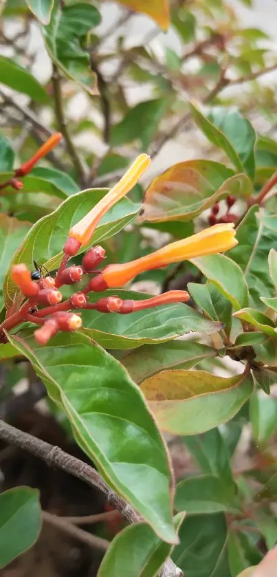 Vibrant wallpaper with green leaves and orange flowers.