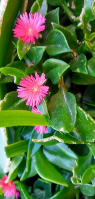 Close-up of lush green leaves with pink flowers.