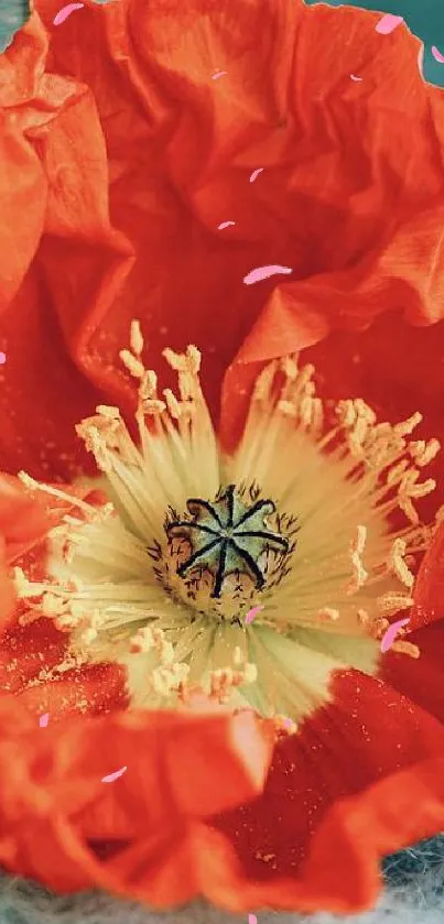 Red poppy and heart on soft blue background.