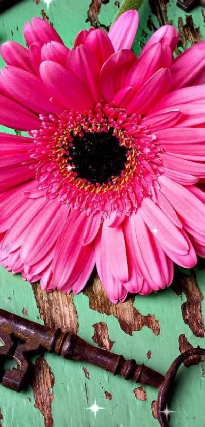 Bright pink daisy on rustic green wood with vintage keys.