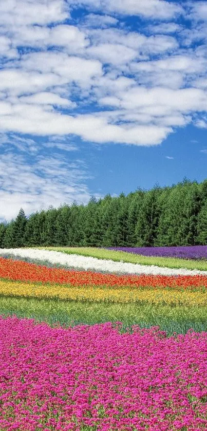 Colorful flower field under blue sky wallpaper.