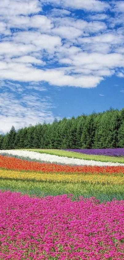 Colorful flower fields under a blue sky with fluffy clouds.