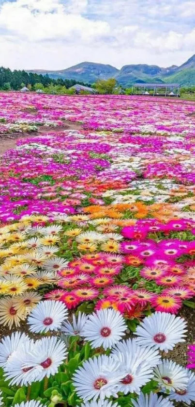 Vibrant flower field with mountains and blue sky in the background.