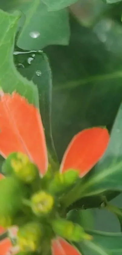 Vibrant wallpaper with green leaves and orange flowers.