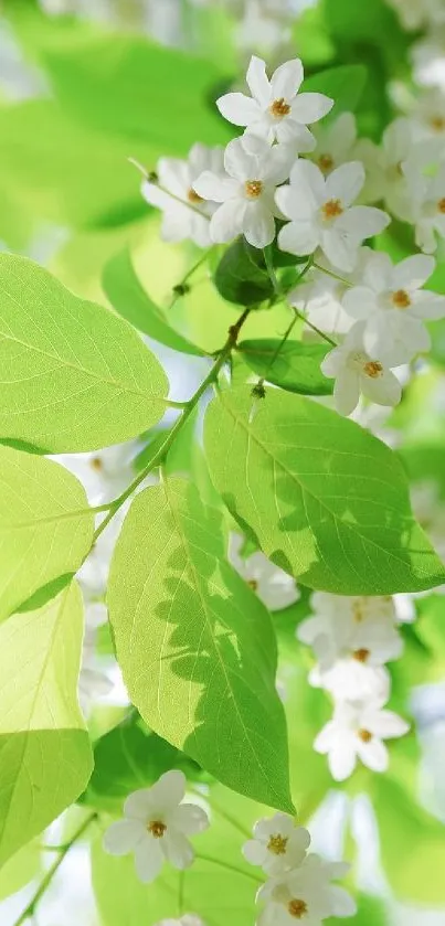 Green leaves and white flowers wallpaper with vibrant nature theme.