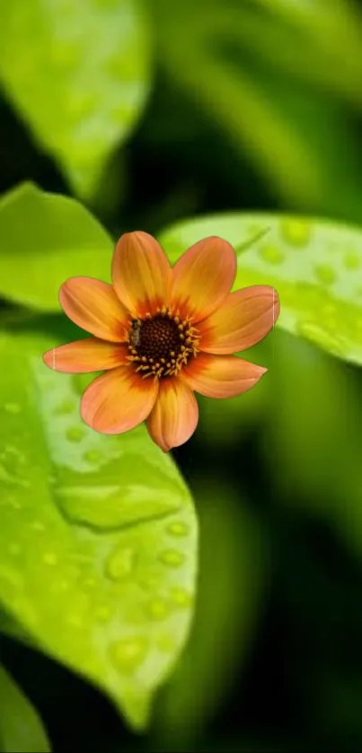 Orange flower with raindrops on green leaves wallpaper.