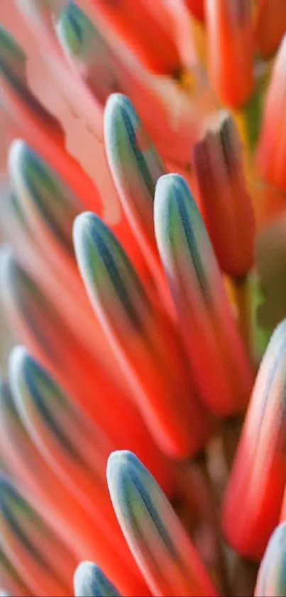 Vibrant red-orange flower petals with hints of blue in macro photography.