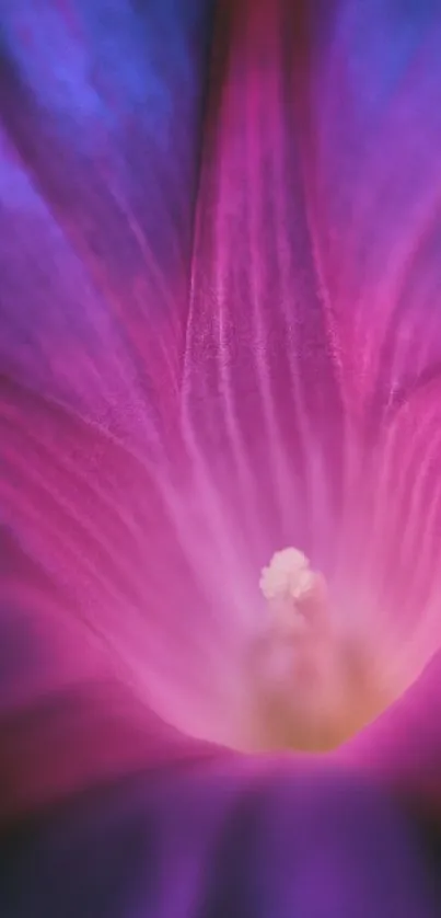 Vibrant pink and blue close-up floral macro wallpaper.