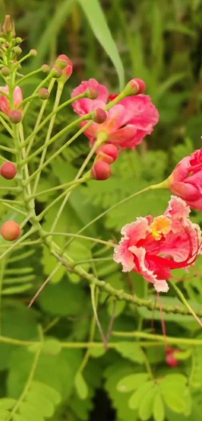 Vibrant pink flowers with lush green leaves background.