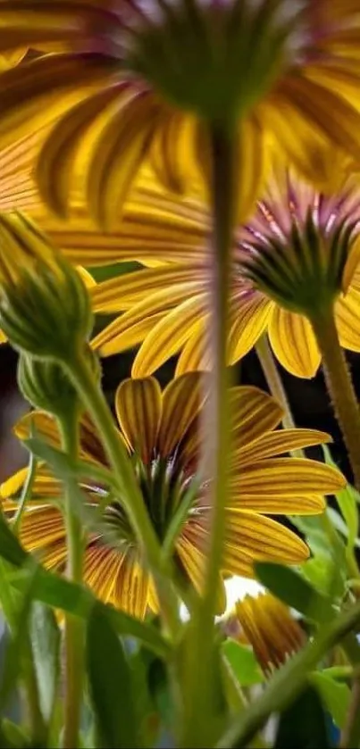 Closeup of yellow flowers with green stems creating a vibrant mobile wallpaper.