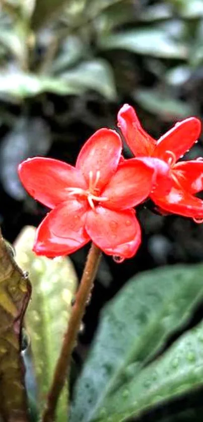 Mobile wallpaper of vibrant red flowers with green leaves.