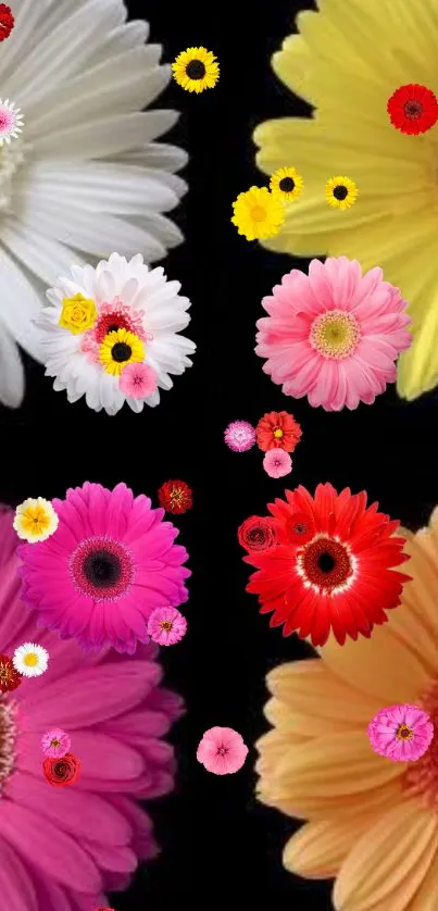 Mobile wallpaper with vibrant gerbera daisies on a black background.