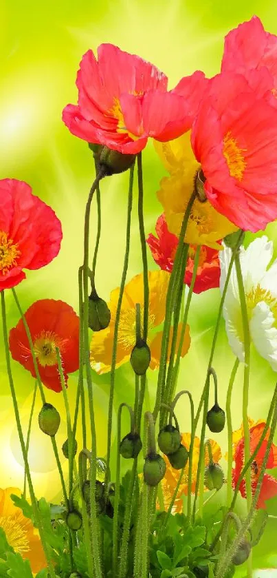 Vibrant poppies with a green background mobile wallpaper.