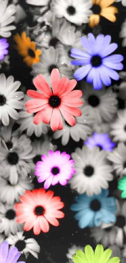 Colorful daisy mobile wallpaper with vibrant hues.